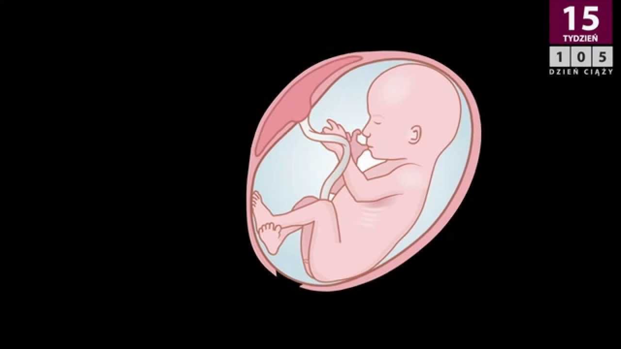 17 tydzień ciąży youtube pampers