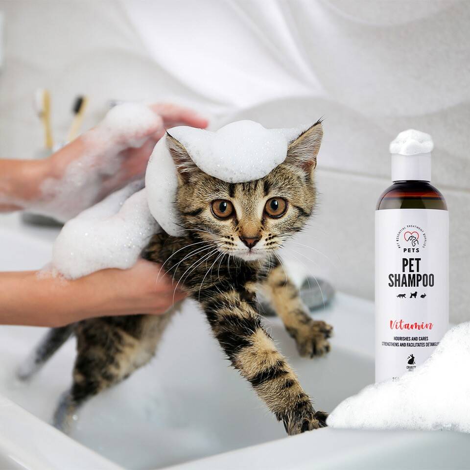 szampon dla kota bengalskiego