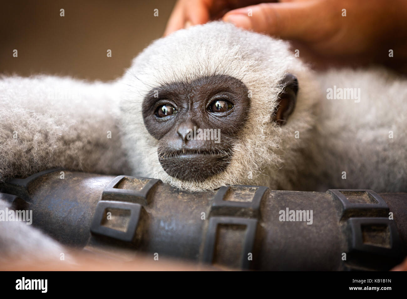 pamper monkey